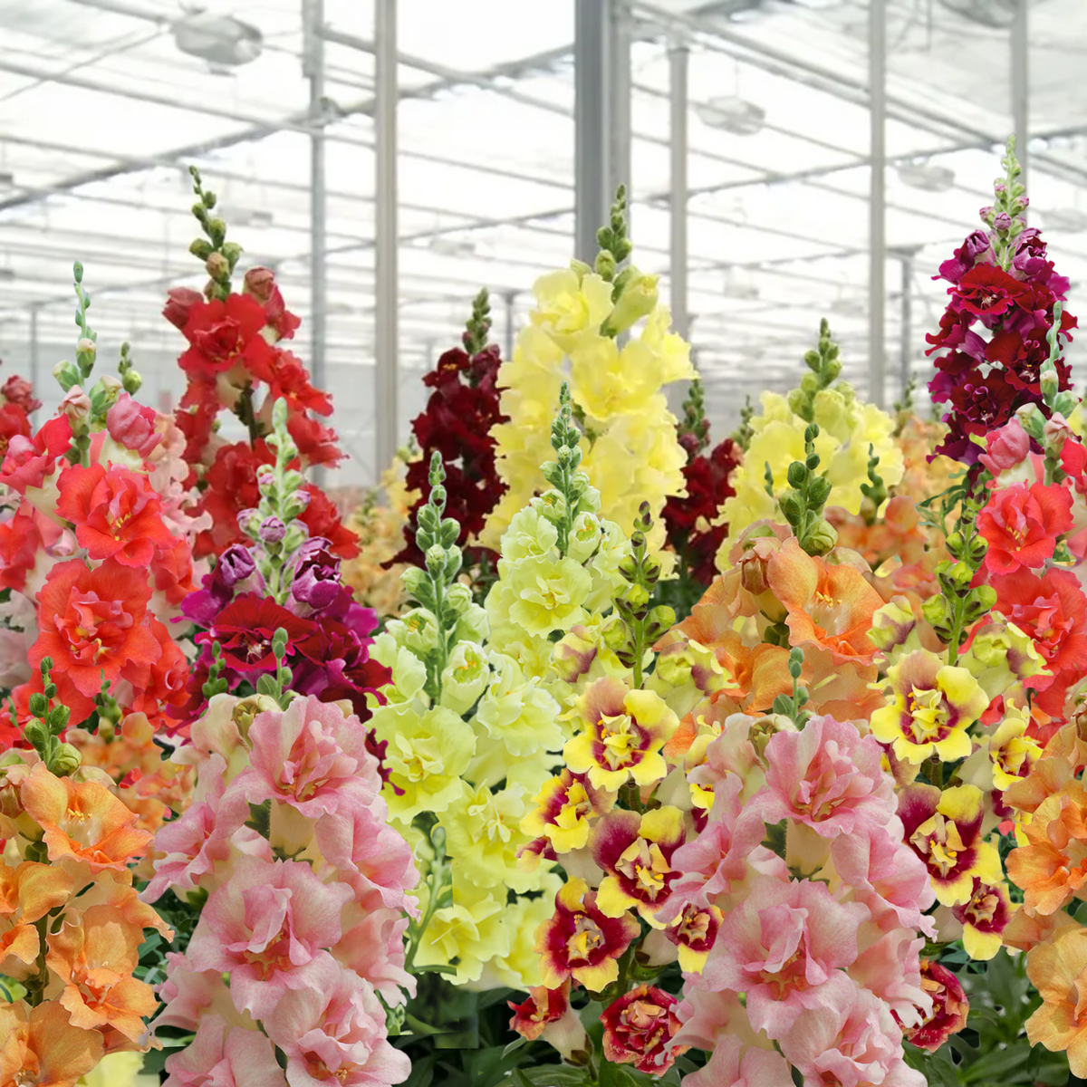 Doubleshot Snapdragon Mix Seeds - Cold Resistant, 30 seeds