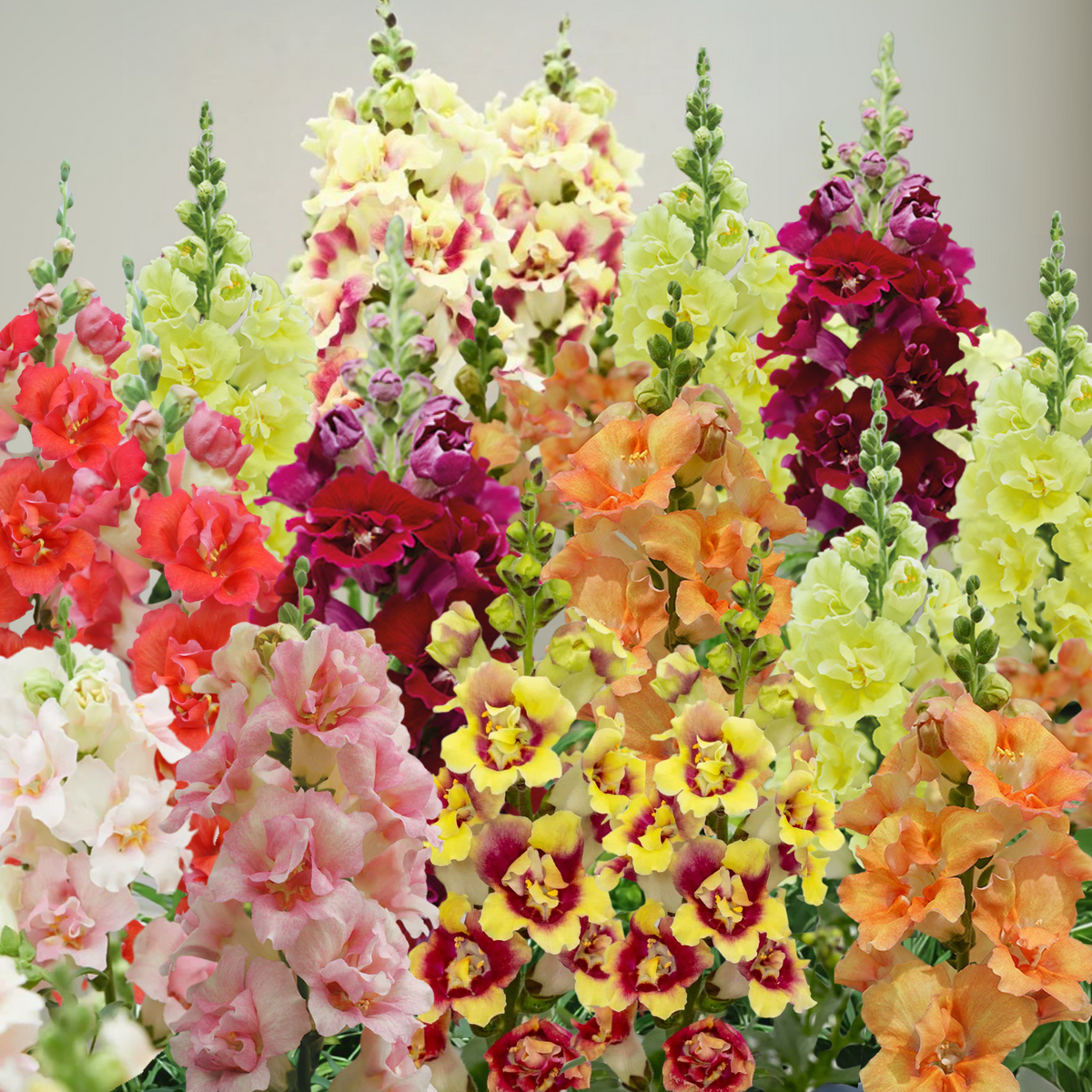 30 Seeds| DoubleShot Snapdragon Mix Seeds - Cold Resistant -Attracts pollinators - Open-Pollinating -Plant before the frost/after frost - #37