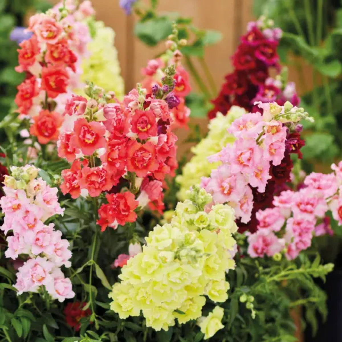 Doubleshot Snapdragon Mix Seeds - Cold Resistant, 30 seeds