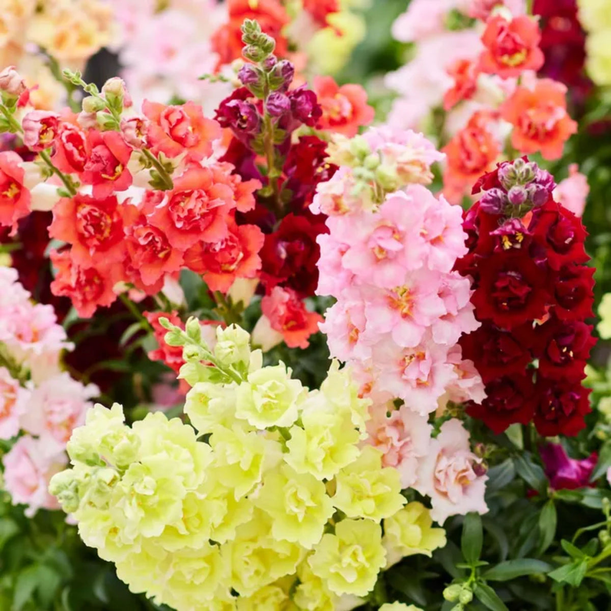 Doubleshot Snapdragon Mix Seeds - Cold Resistant, 30 seeds