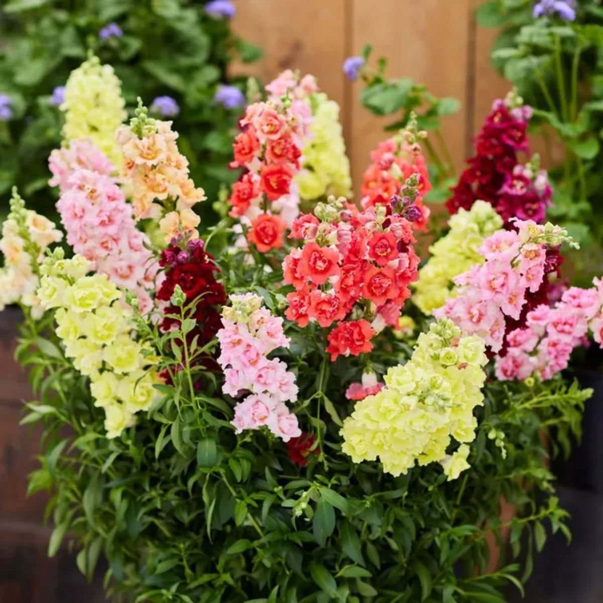 Doubleshot Snapdragon Mix Seeds - Cold Resistant, 30 seeds