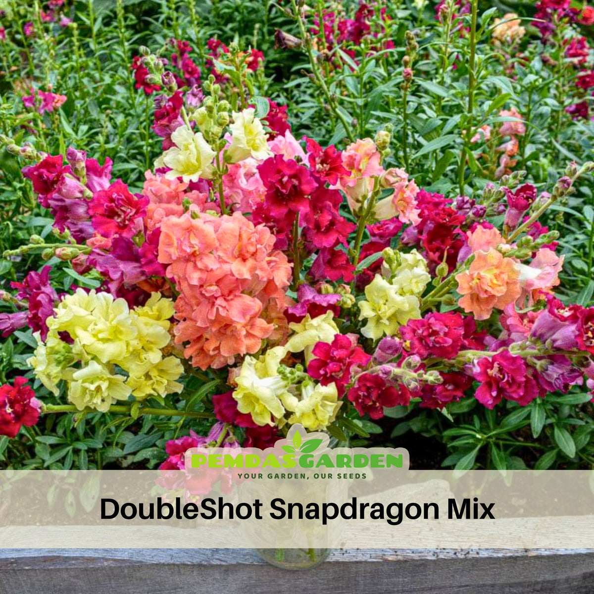 Doubleshot Snapdragon Mix Seeds - Cold Resistant, 30 seeds