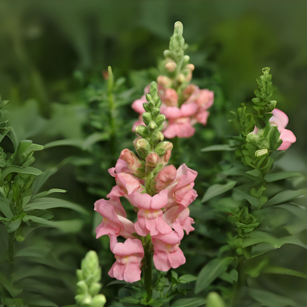 Potomac Pink Snapdragon Seeds - Cold Resistant, Potted, 30 seeds