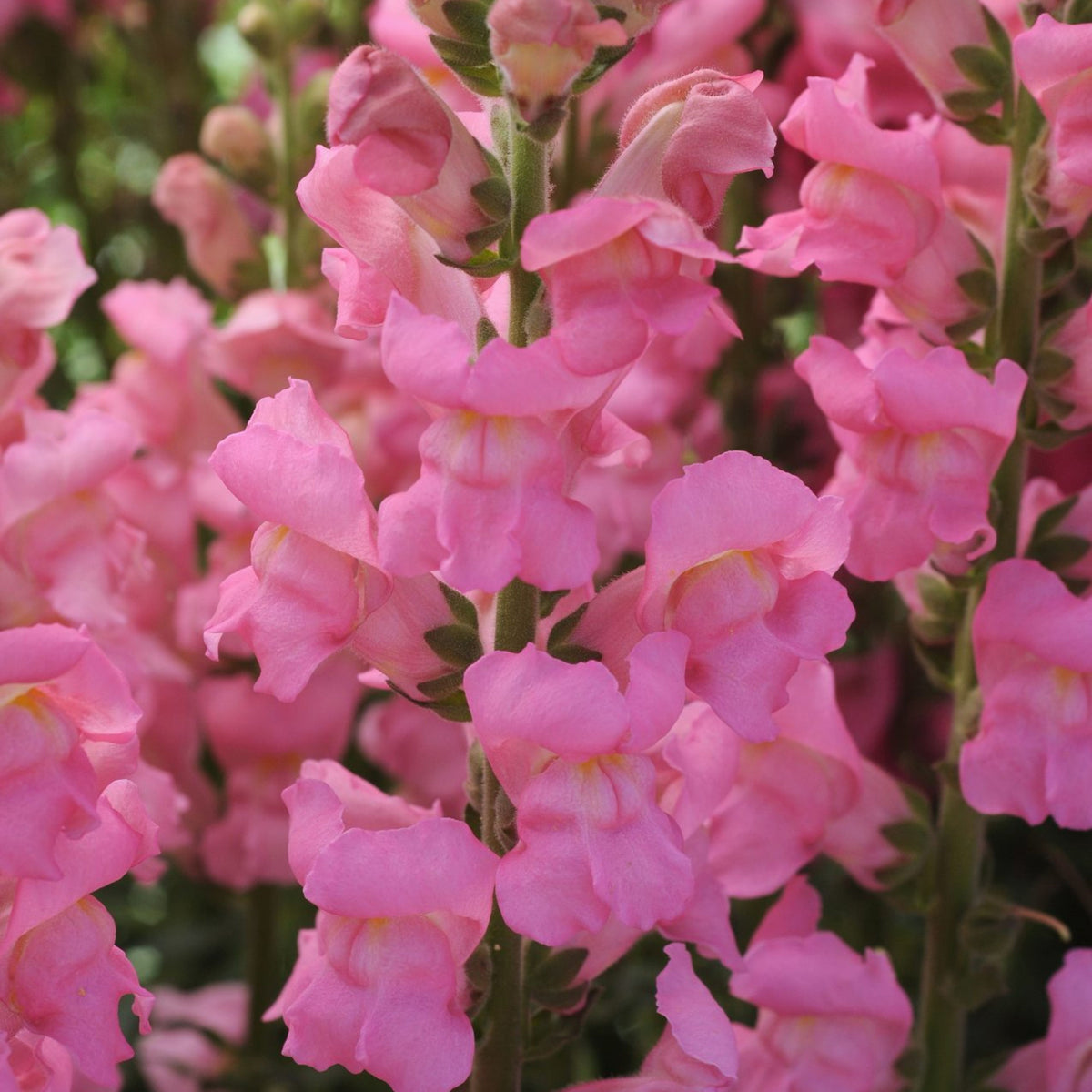 Potomac Pink Snapdragon Seeds - Cold Resistant, Potted, 30 seeds
