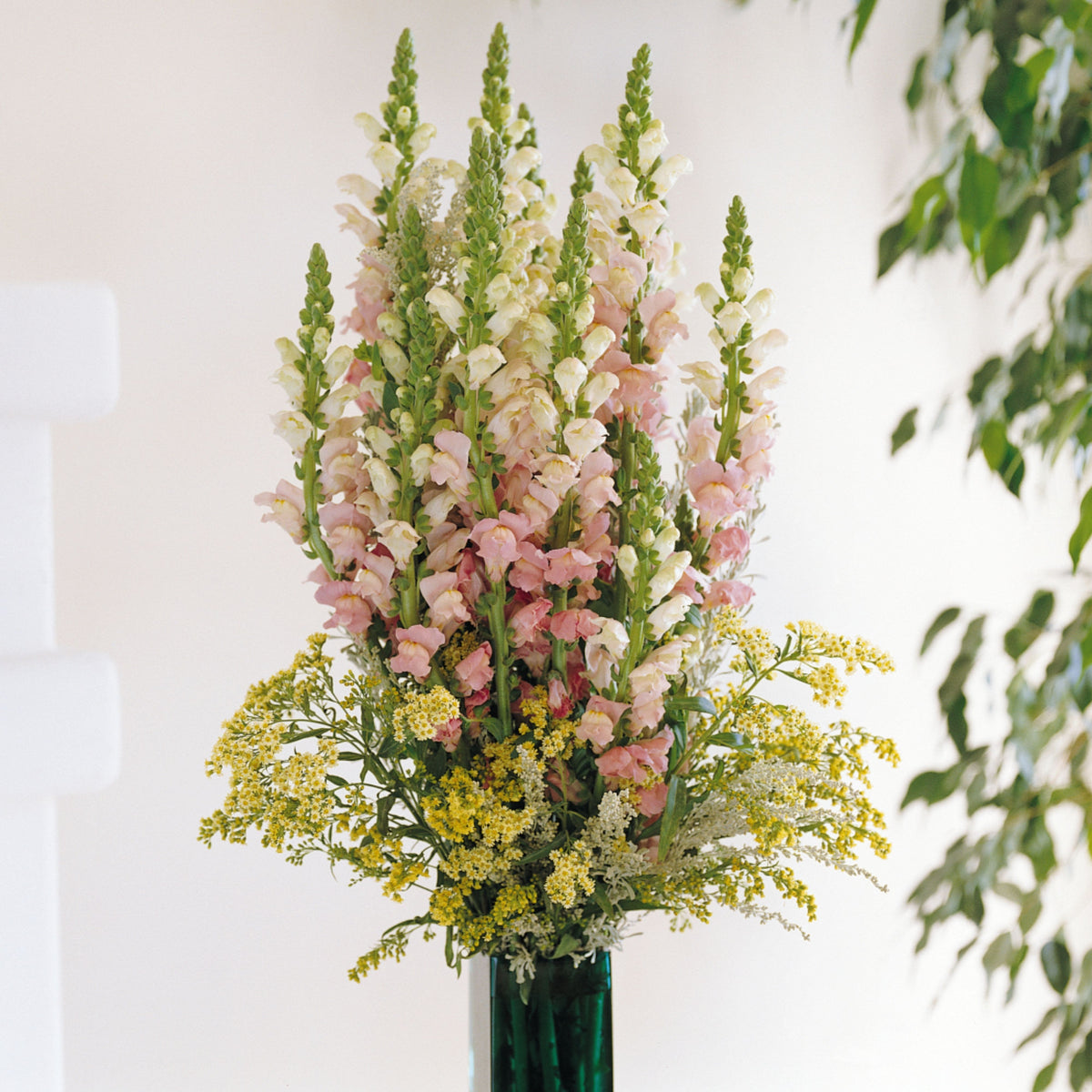 Potomac Pink Snapdragon Seeds - Cold Resistant, Potted, 30 seeds