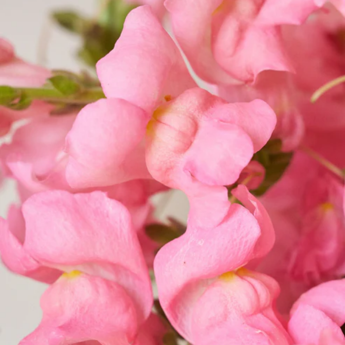 Potomac Pink Snapdragon Seeds - Cold Resistant, Potted, 30 seeds