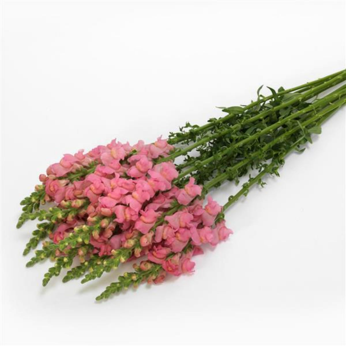 Potomac Pink Snapdragon Seeds - Cold Resistant, Potted, 30 seeds