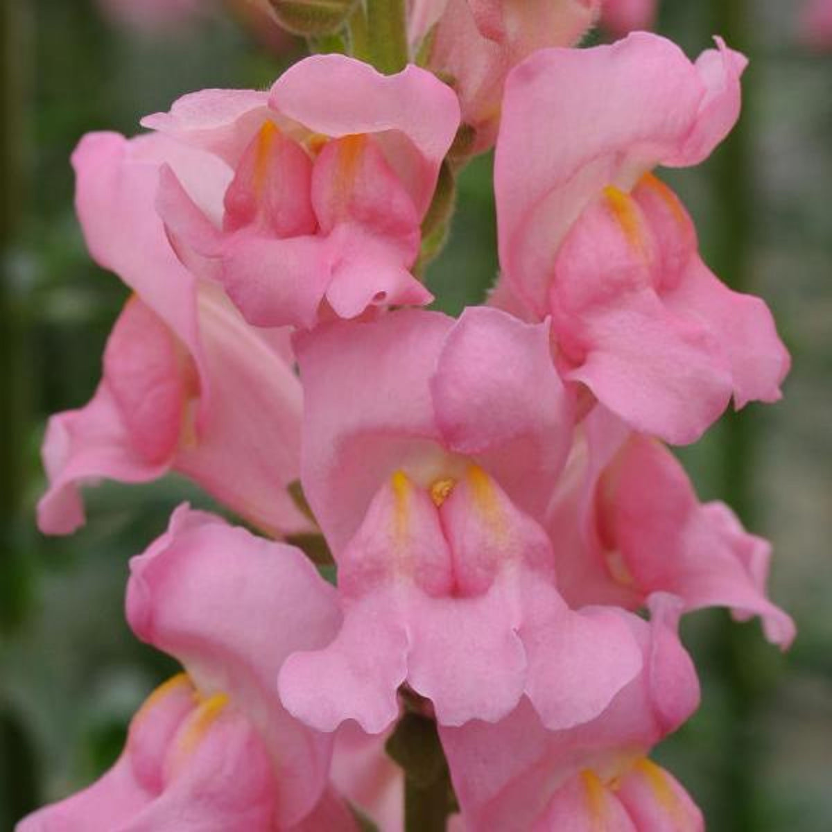 Potomac Pink Snapdragon Seeds - Cold Resistant, Potted, 30 seeds