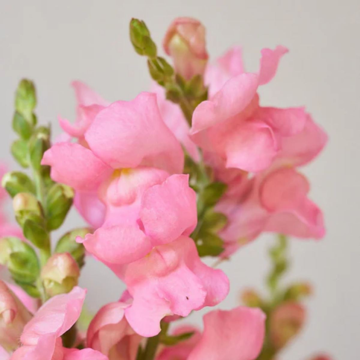 Potomac Pink Snapdragon Seeds - Cold Resistant, Potted, 30 seeds