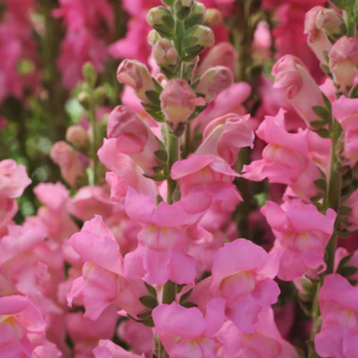 Potomac Pink Snapdragon Seeds - Cold Resistant, Potted, 30 seeds