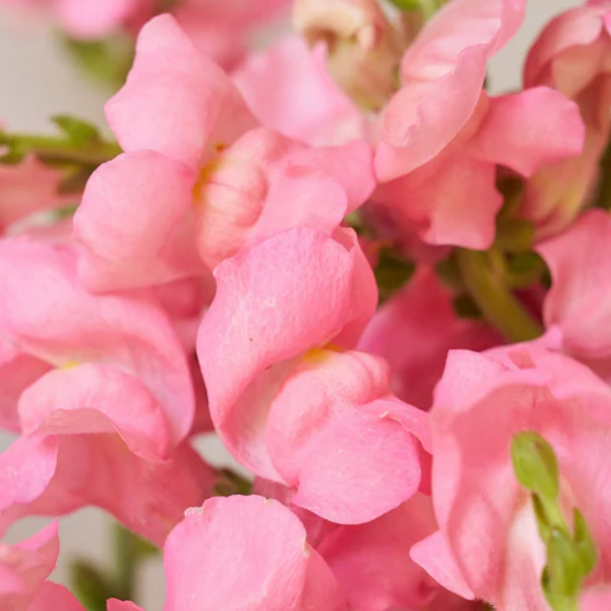Potomac Pink Snapdragon Seeds - Cold Resistant, Potted, 30 seeds