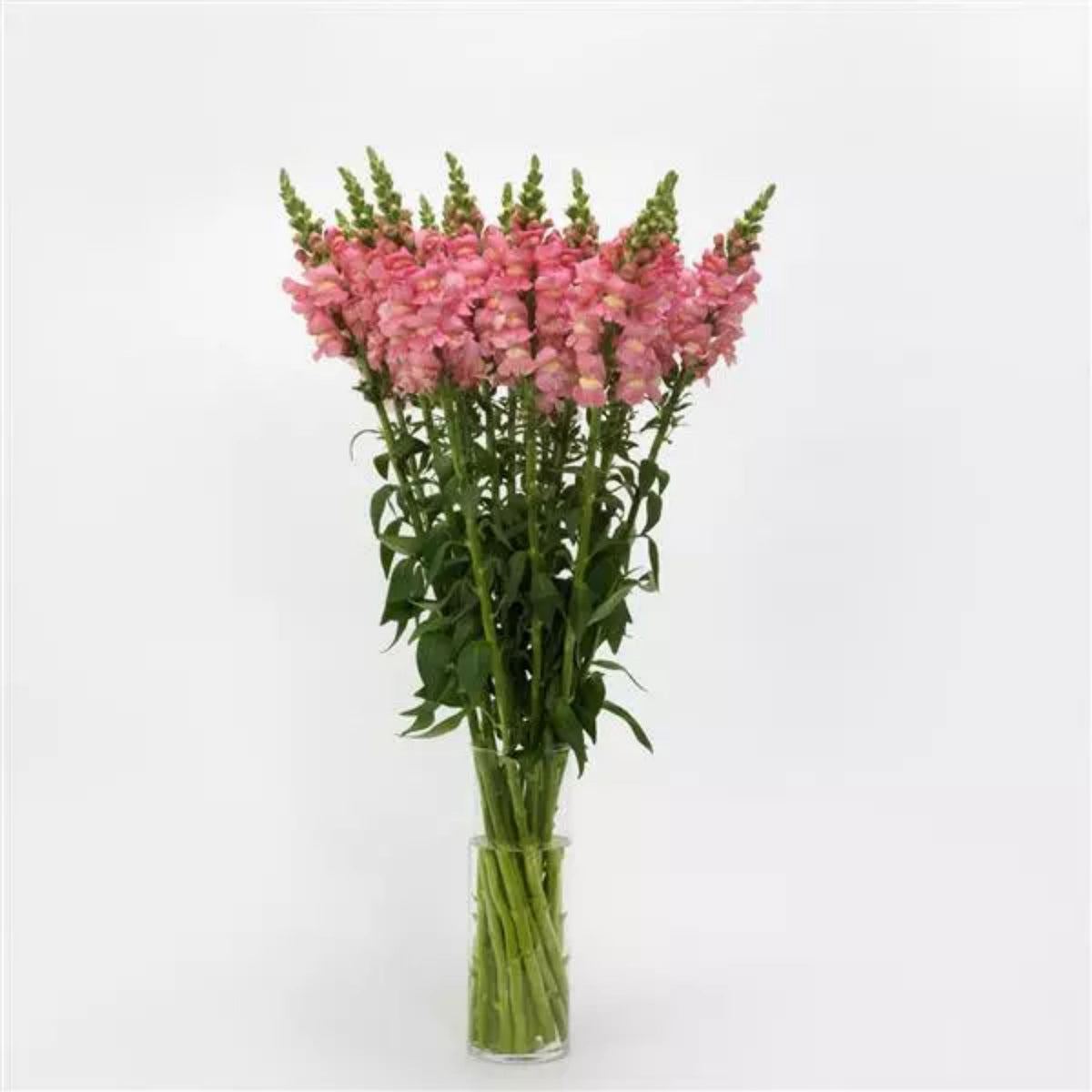Potomac Pink Snapdragon Seeds - Cold Resistant, Potted, 30 seeds