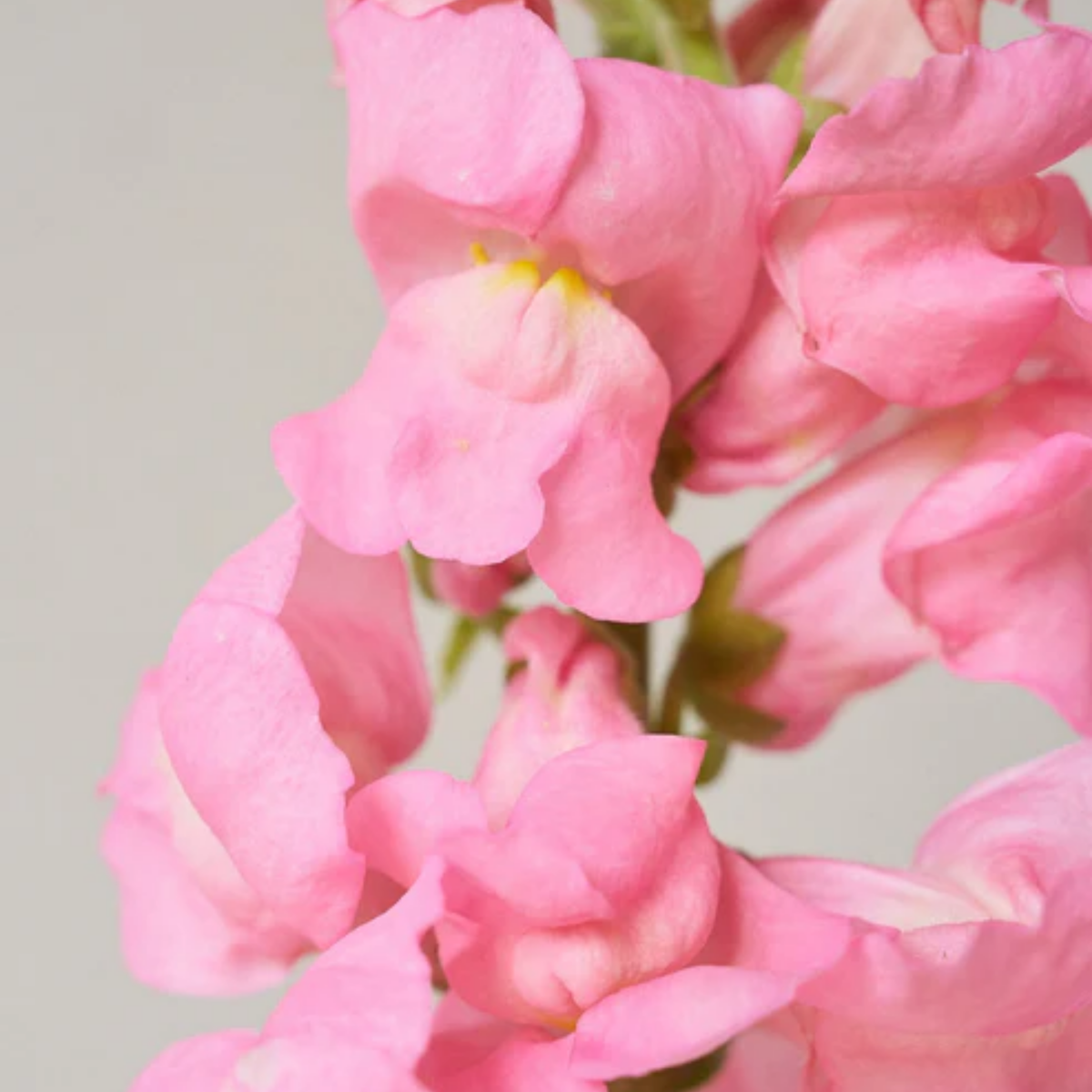 Potomac Pink Snapdragon Seeds - Cold Resistant, Potted, 30 seeds