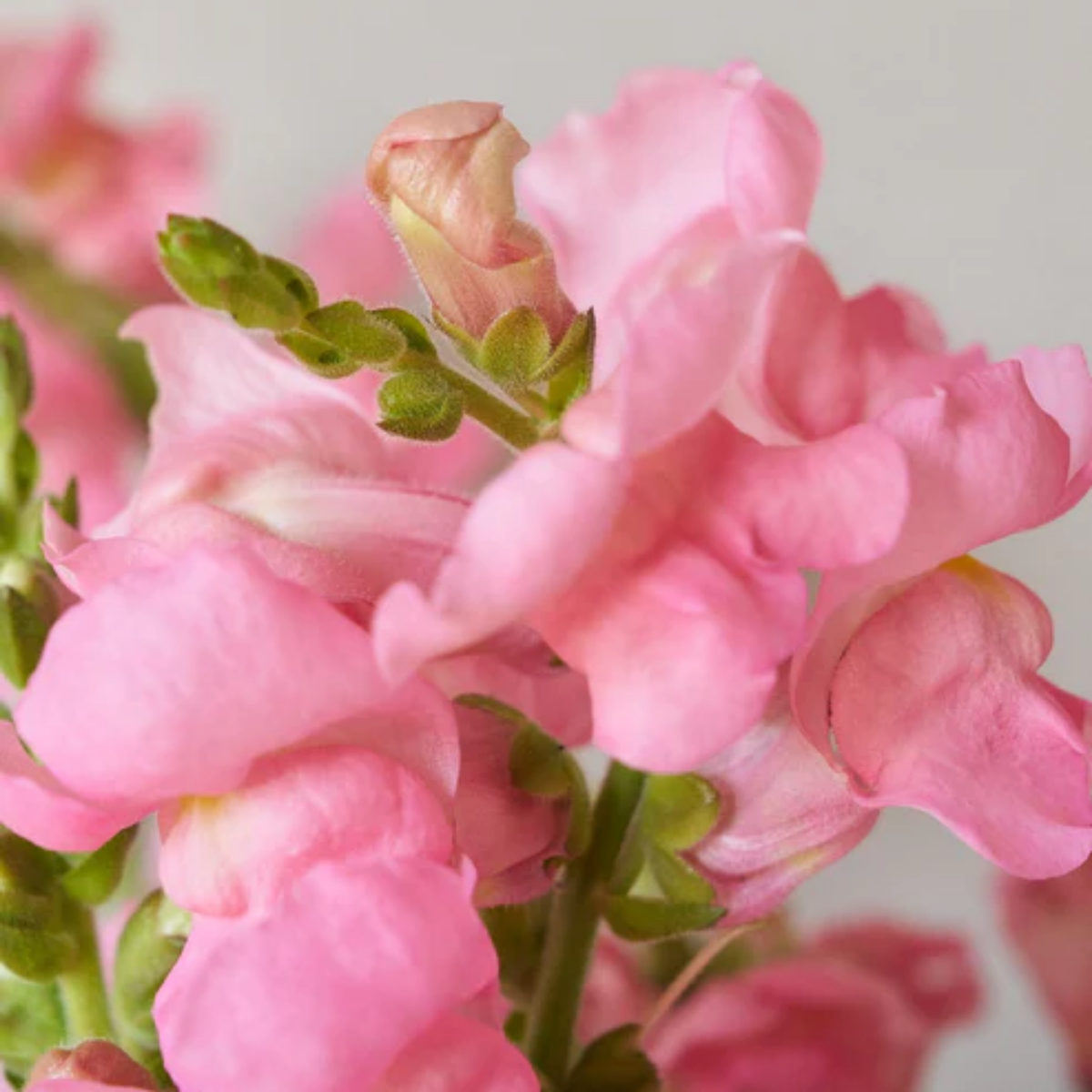 Potomac Pink Snapdragon Seeds - Cold Resistant, Potted, 30 seeds