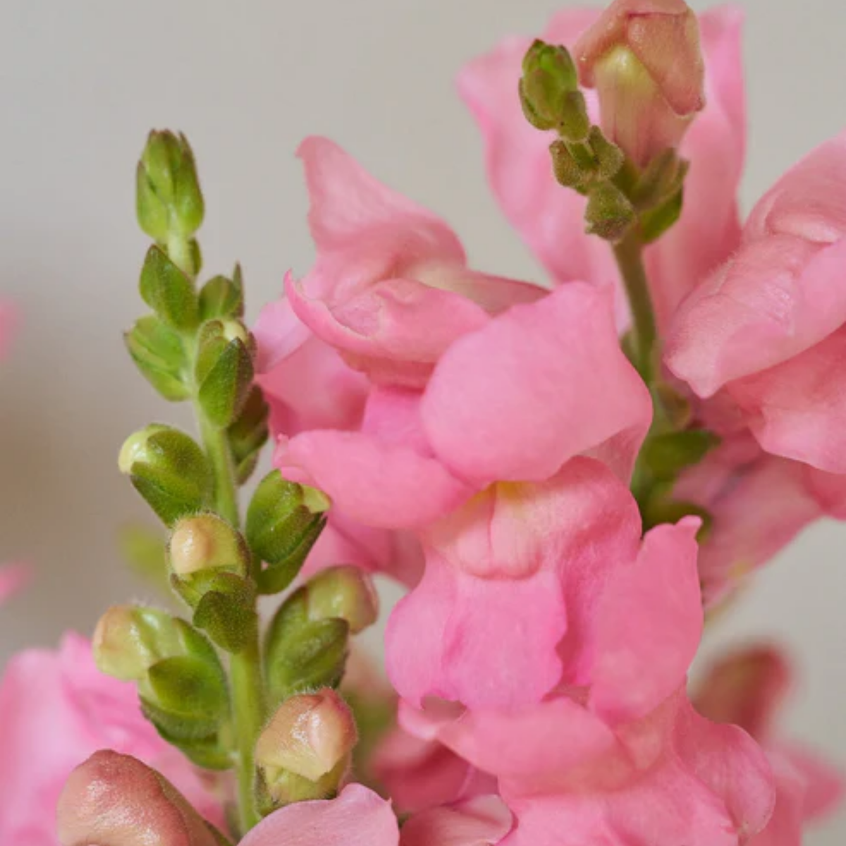 Potomac Pink Snapdragon Seeds - Cold Resistant, Potted, 30 seeds