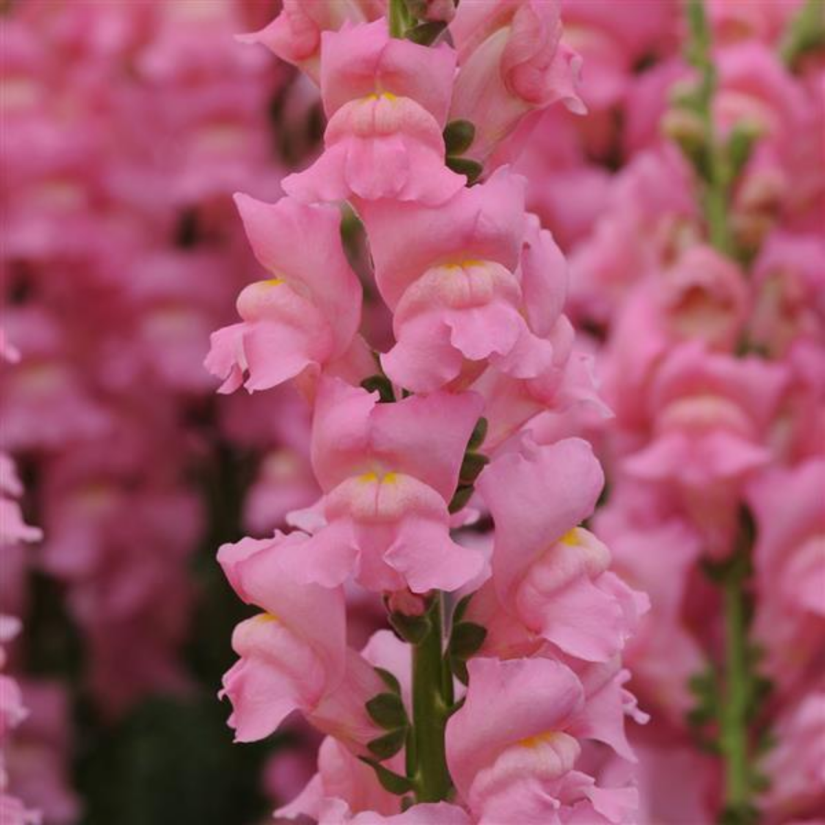 Potomac Pink Snapdragon Seeds - Cold Resistant, Potted, 30 seeds