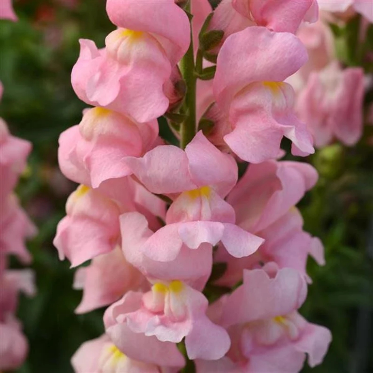 Potomac Pink Snapdragon Seeds - Cold Resistant, Potted, 30 seeds