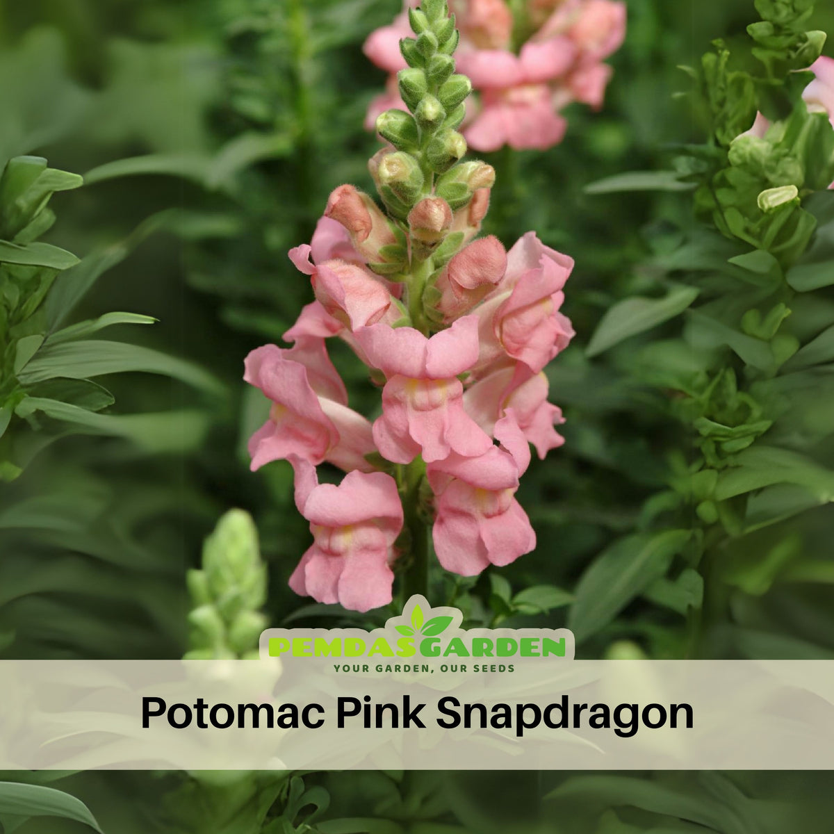 Potomac Pink Snapdragon Seeds - Cold Resistant, Potted, 30 seeds