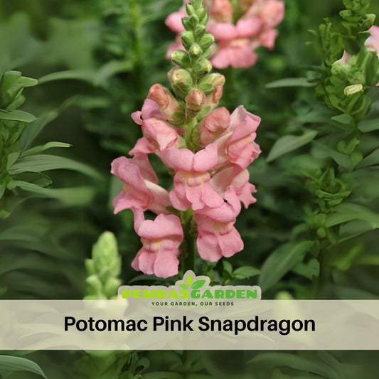 Potomac Pink Snapdragon Seeds - Cold Resistant, Potted, 30 seeds