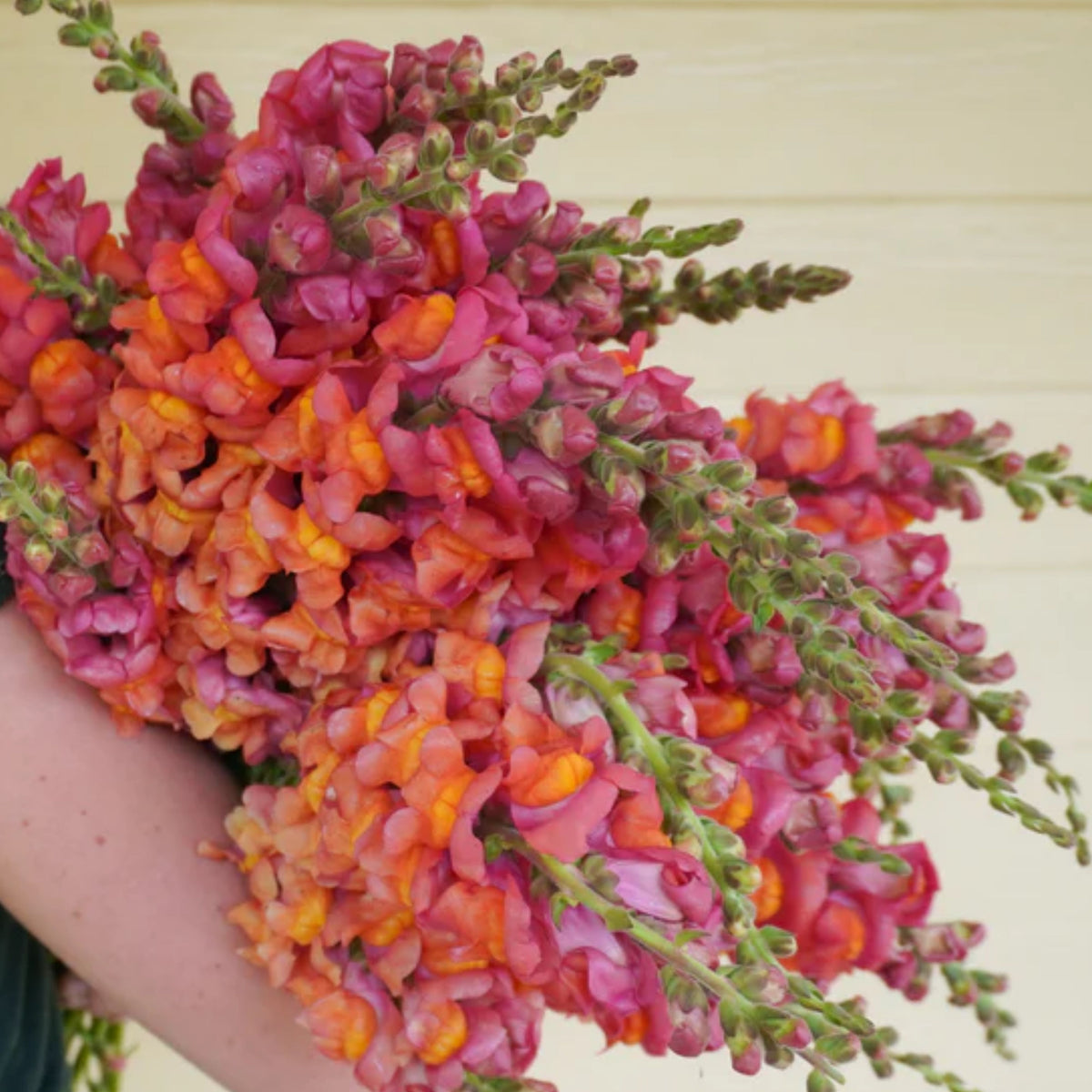 Potomac Orange Snapdragon Seeds - Cold Resistant, 30 seeds
