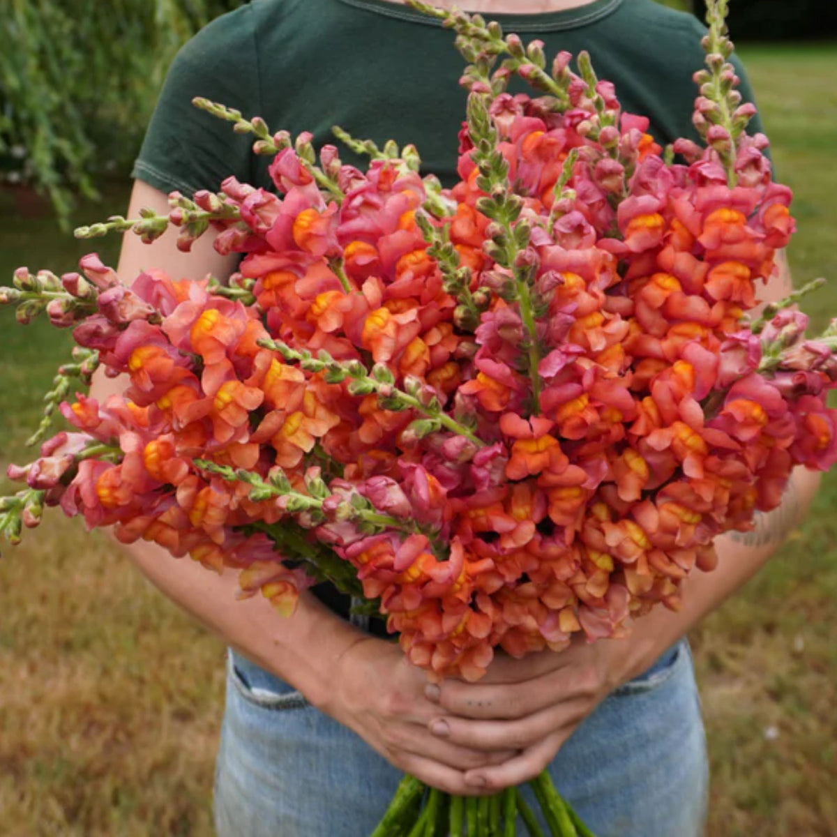 Potomac Orange Snapdragon Seeds - Cold Resistant, 30 seeds