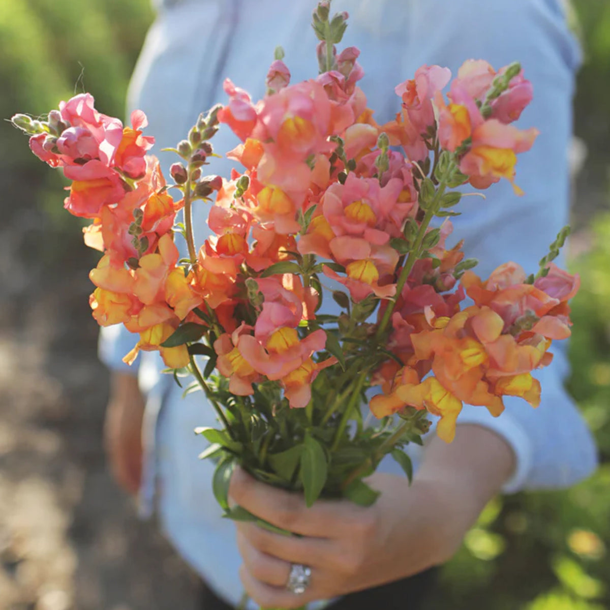 Potomac Orange Snapdragon Seeds - Cold Resistant, 30 seeds