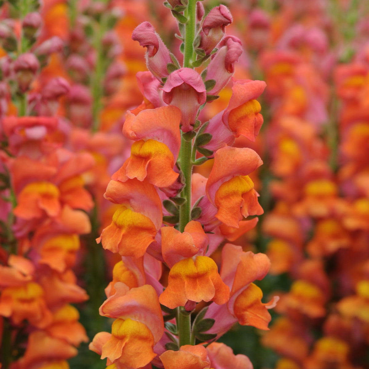 Potomac Orange Snapdragon Seeds - Cold Resistant, 30 seeds