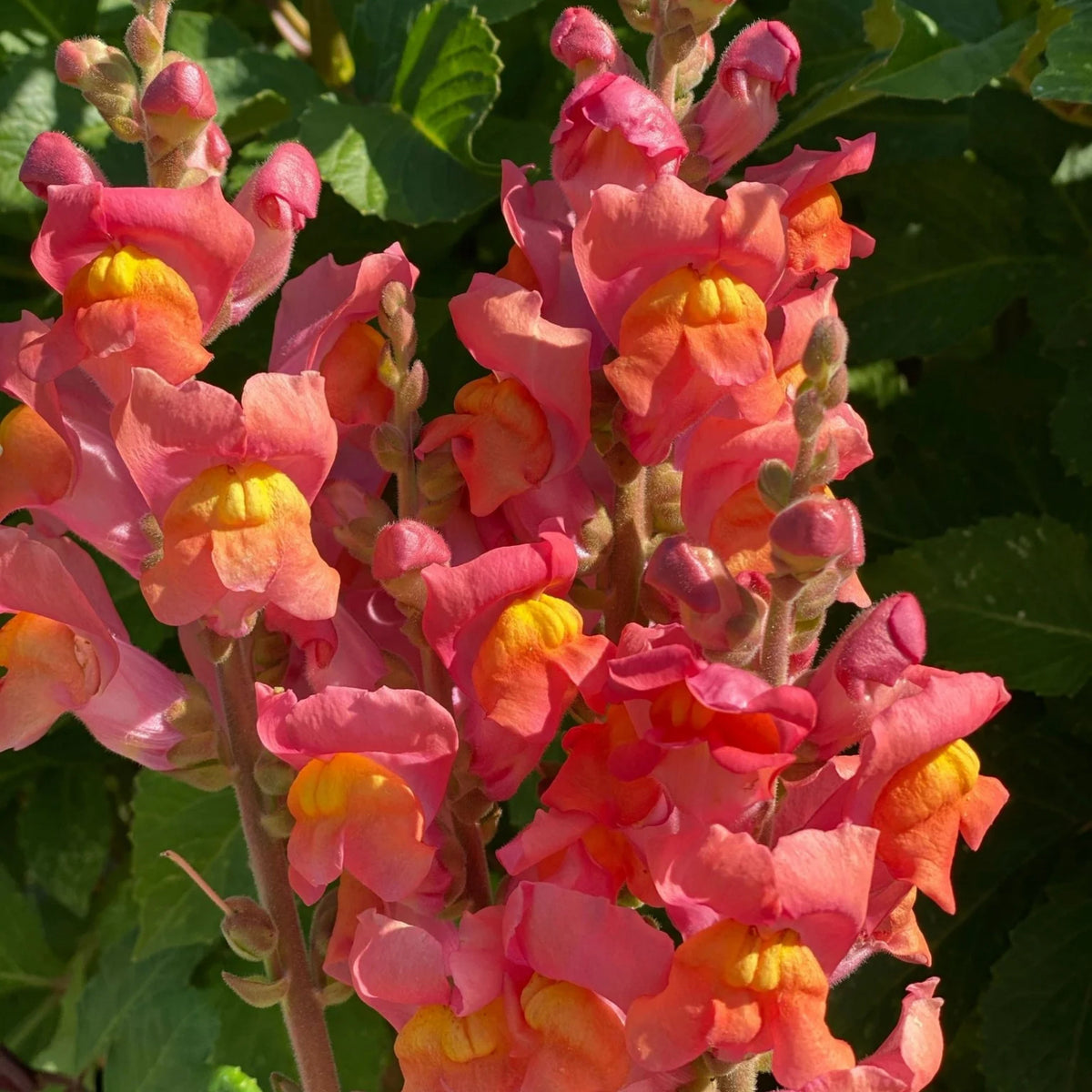 Potomac Orange Snapdragon Seeds - Cold Resistant, 30 seeds