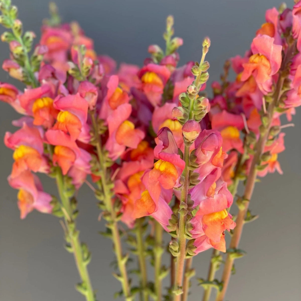 Potomac Orange Snapdragon Seeds - Cold Resistant, 30 seeds