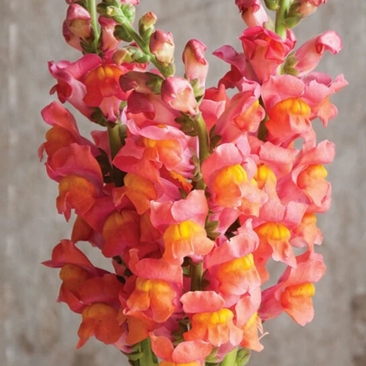 Potomac Orange Snapdragon Seeds - Cold Resistant, 30 seeds