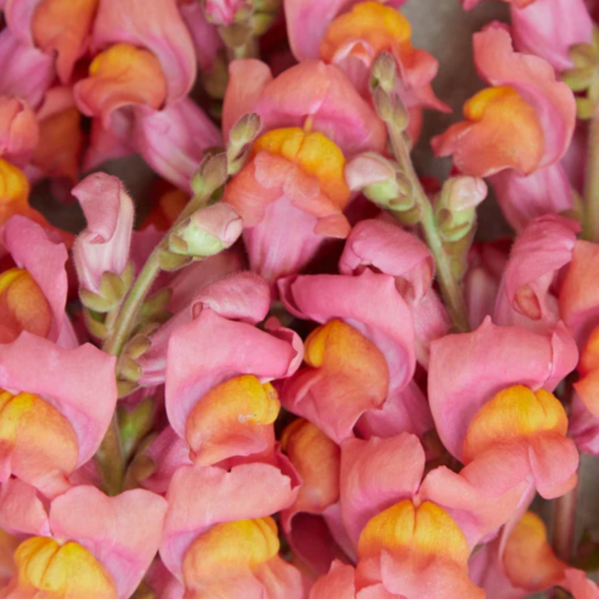 30 Seeds| Potomac Orange Snapdragon Seeds - Cold Resistant -Attracts pollinators - Open-Pollinating -Plant before the frost/after frost - #39