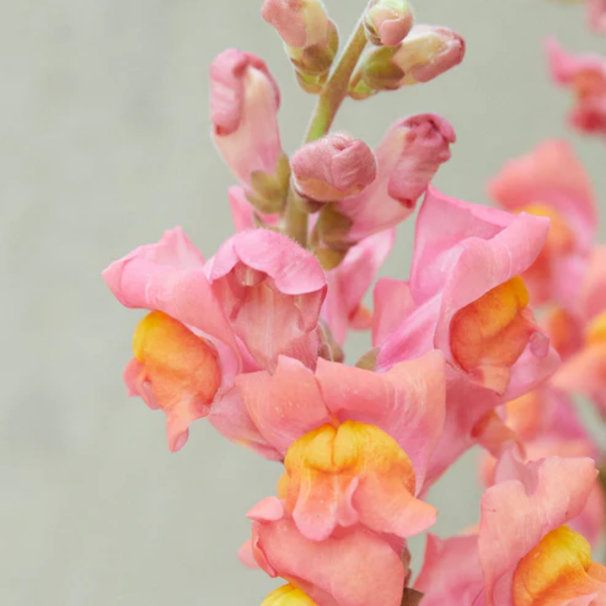 30 Seeds| Potomac Orange Snapdragon Seeds - Cold Resistant -Attracts pollinators - Open-Pollinating -Plant before the frost/after frost - #39