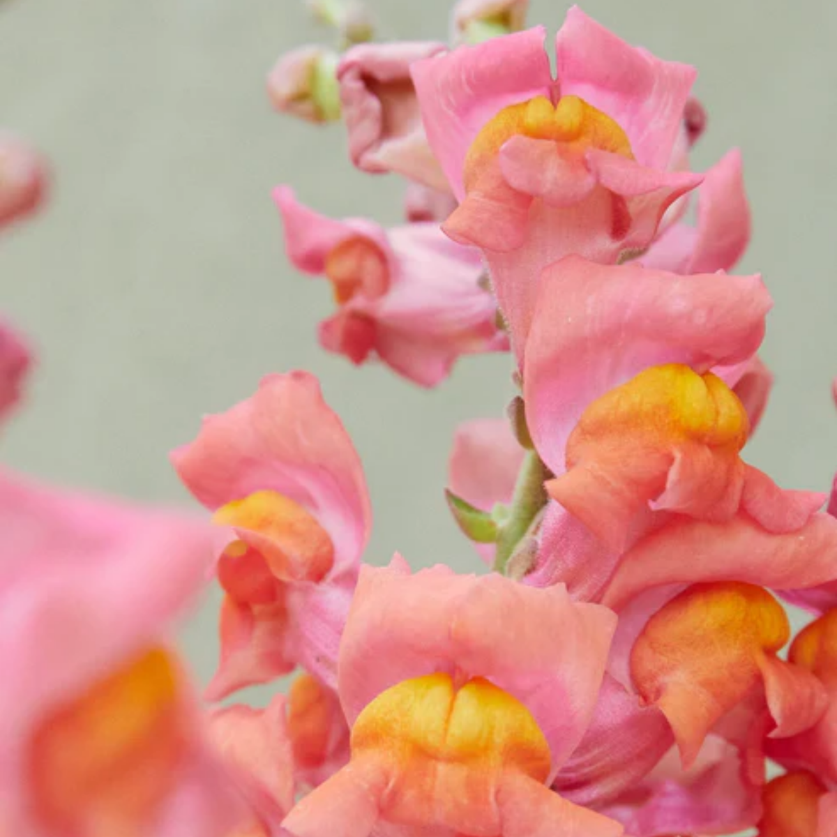 30 Seeds| Potomac Orange Snapdragon Seeds - Cold Resistant -Attracts pollinators - Open-Pollinating -Plant before the frost/after frost - #39