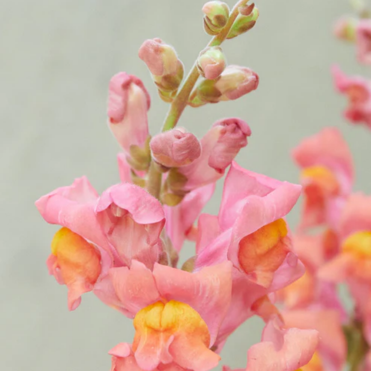 30 Seeds| Potomac Orange Snapdragon Seeds - Cold Resistant -Attracts pollinators - Open-Pollinating -Plant before the frost/after frost - #39