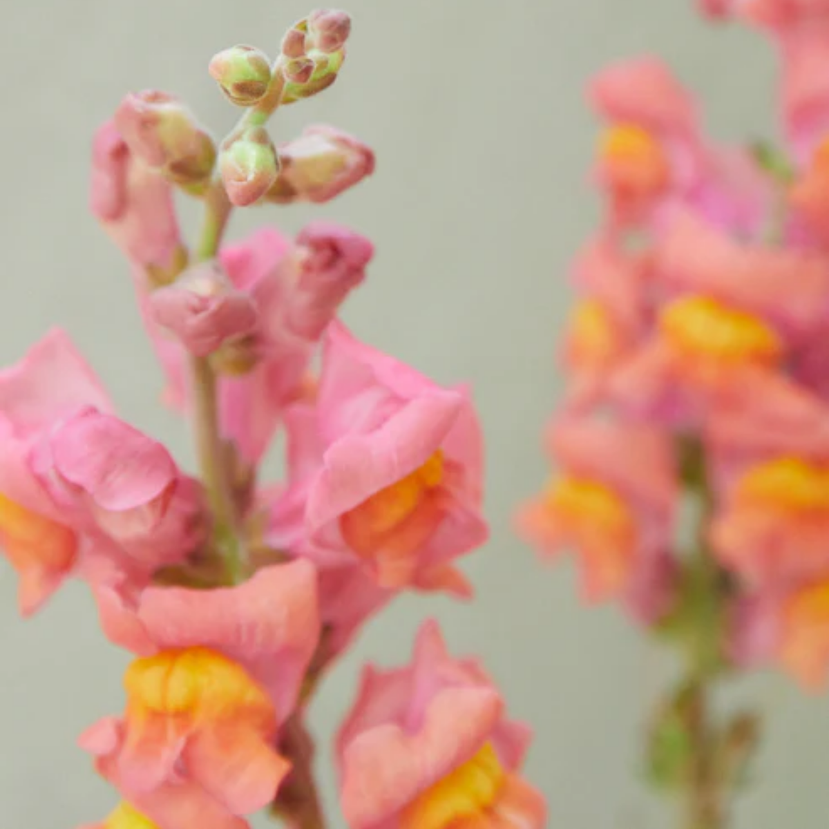 30 Seeds| Potomac Orange Snapdragon Seeds - Cold Resistant -Attracts pollinators - Open-Pollinating -Plant before the frost/after frost - #39