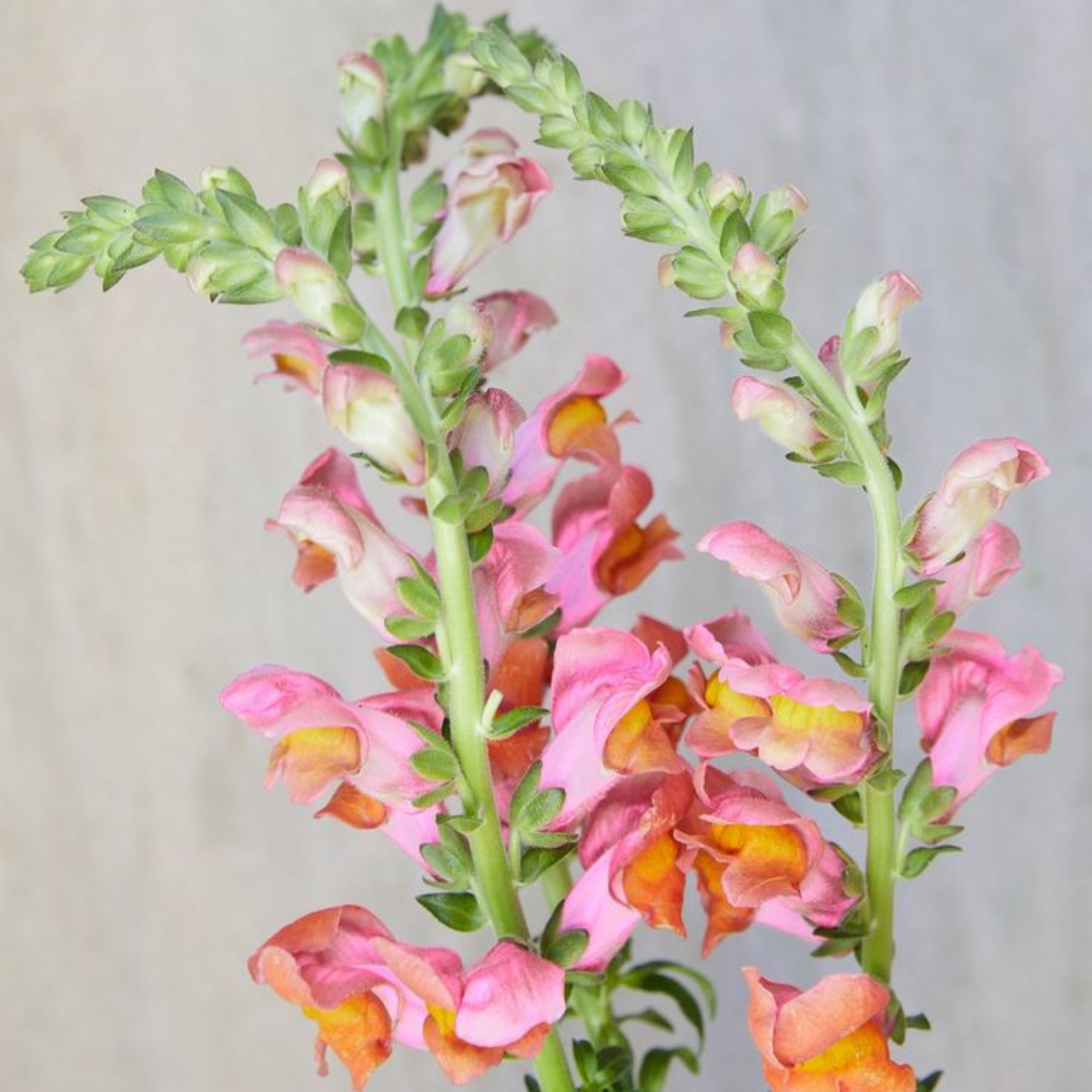 30 Seeds| Potomac Orange Snapdragon Seeds - Cold Resistant -Attracts pollinators - Open-Pollinating -Plant before the frost/after frost - #39