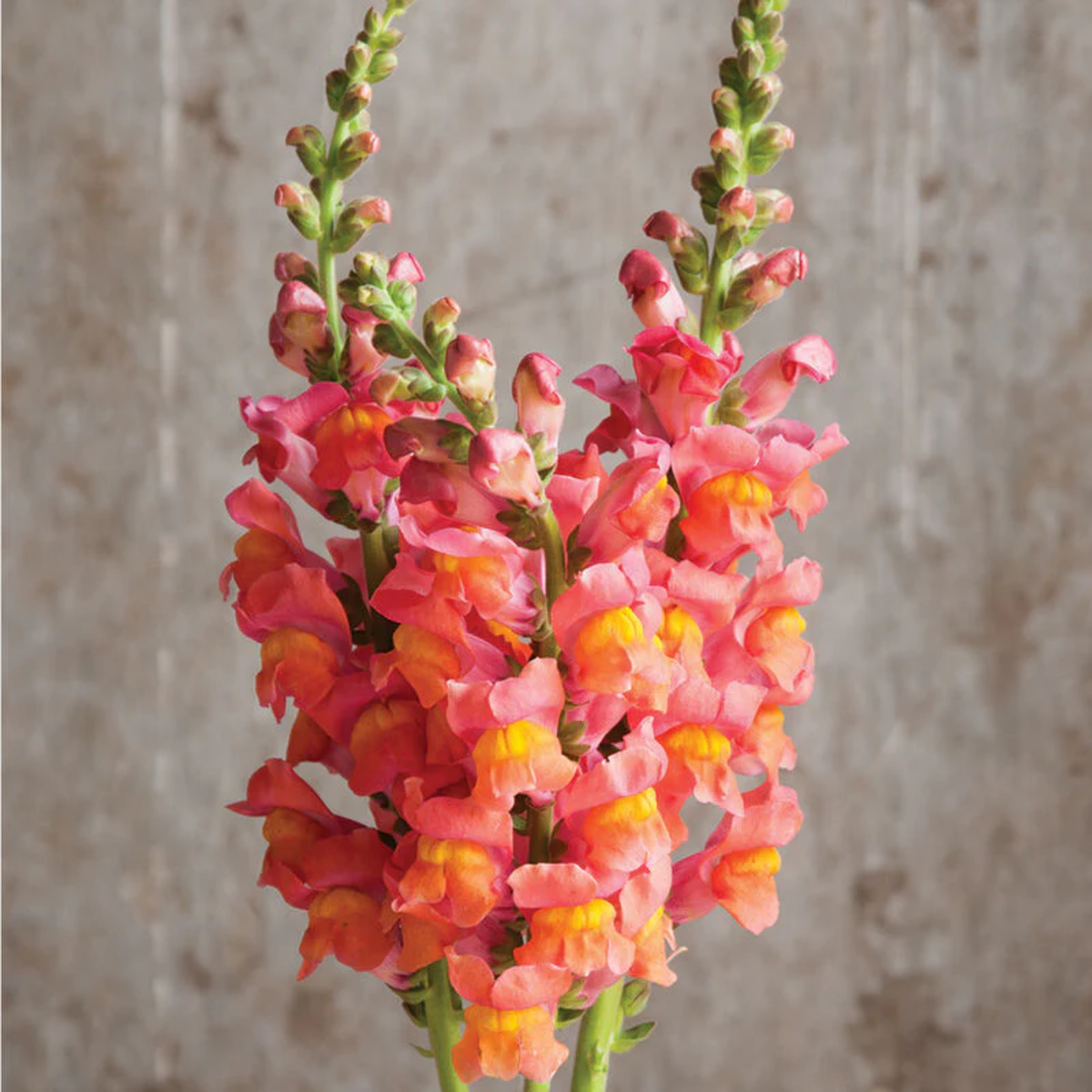 Potomac Orange Snapdragon Seeds - Cold Resistant, 30 seeds