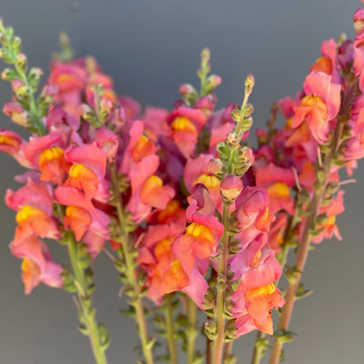 Potomac Orange Snapdragon Seeds - Cold Resistant, 30 seeds
