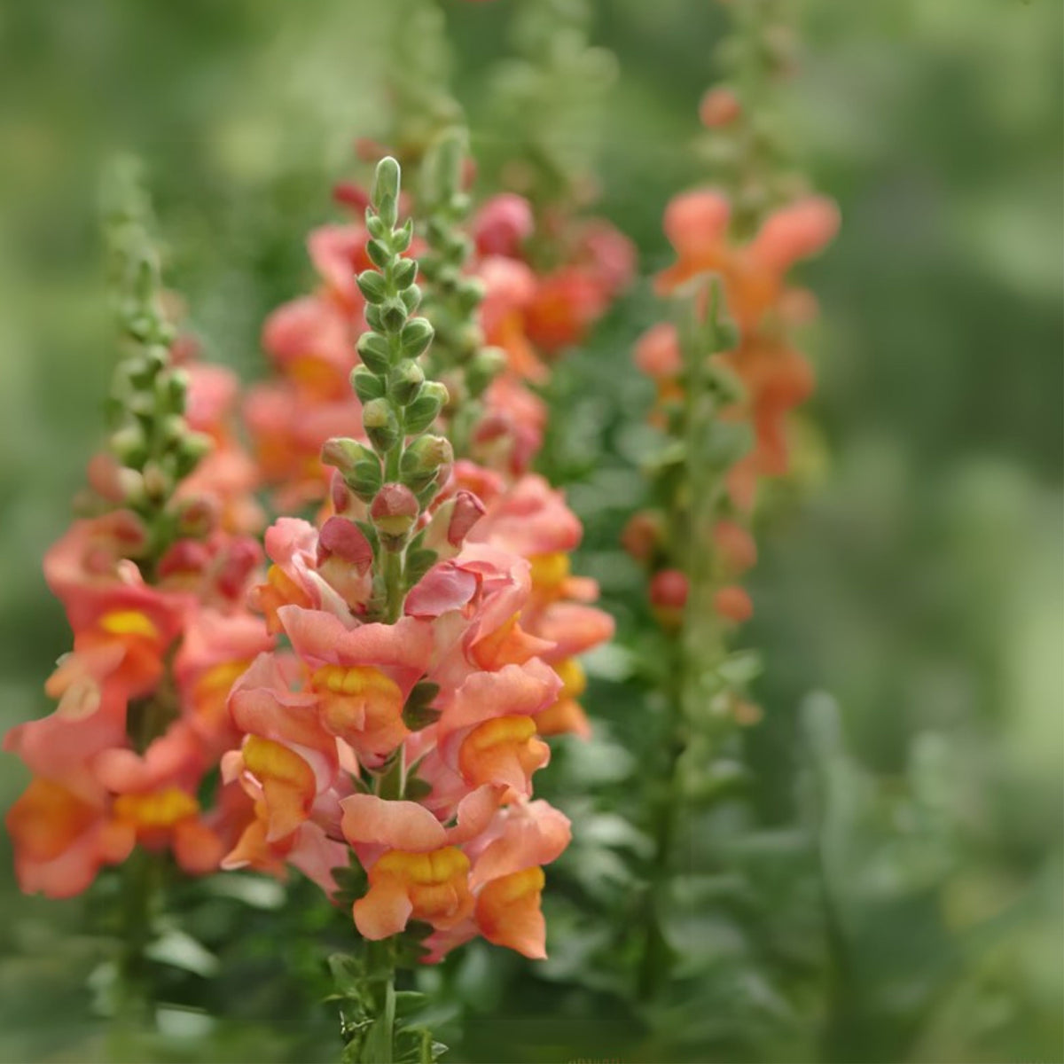 Potomac Orange Snapdragon Seeds - Cold Resistant, 30 seeds
