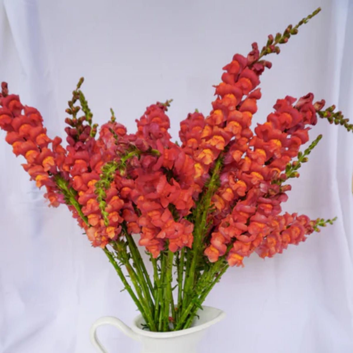 Potomac Orange Snapdragon Seeds - Cold Resistant, 30 seeds