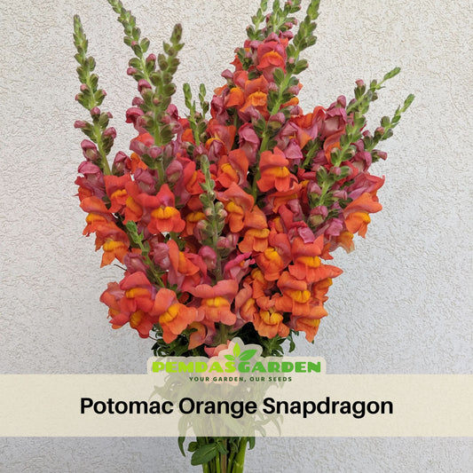 Potomac Orange Snapdragon Seeds - Cold Resistant, 30 seeds