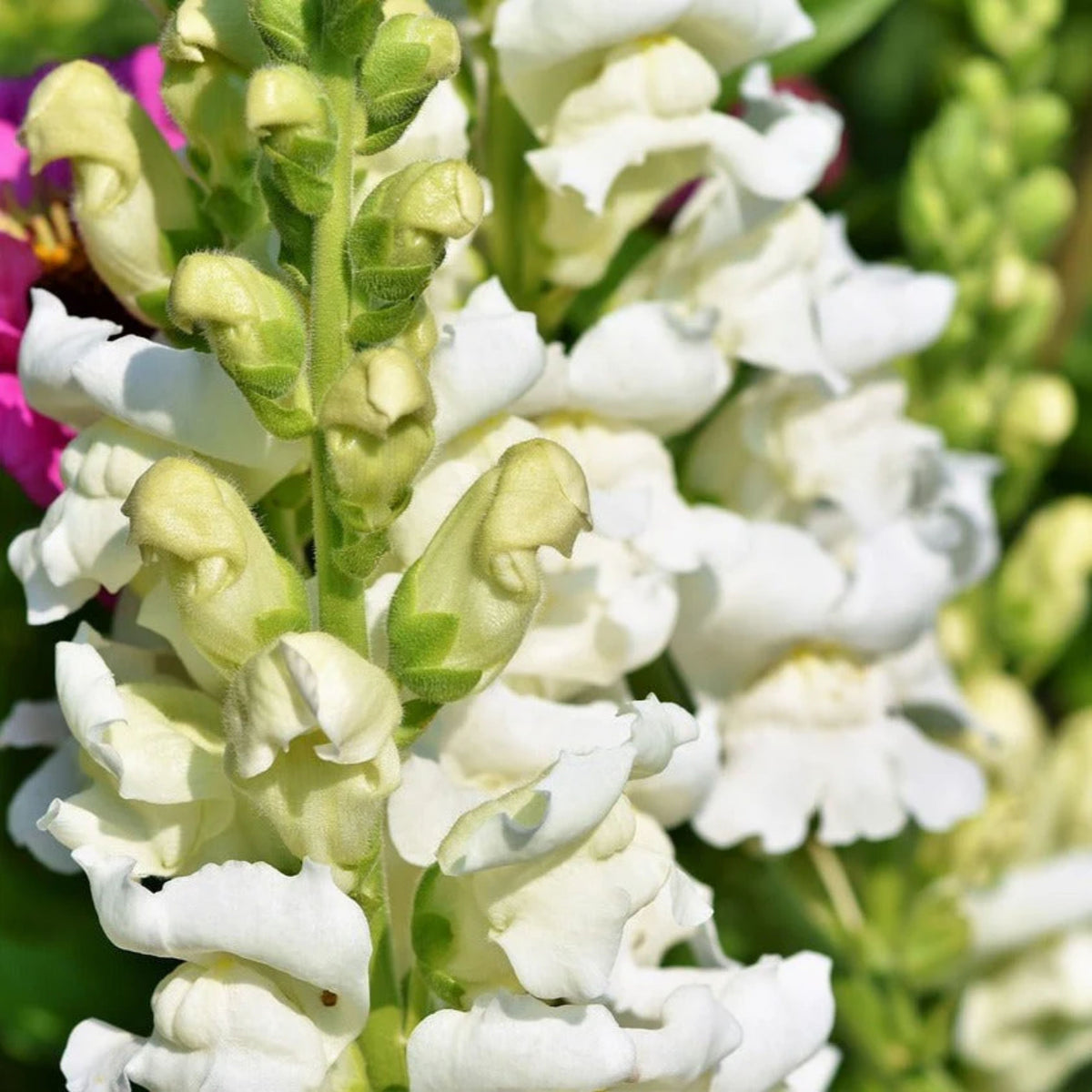 Potomac White Snapdragon Seeds - Cold Resistant, Potted, 30 seeds