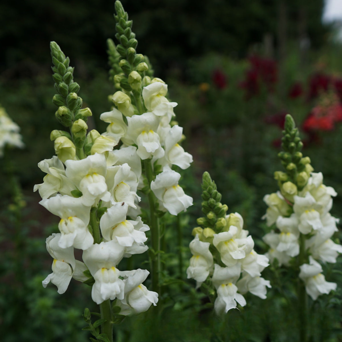 Potomac White Snapdragon Seeds - Cold Resistant, Potted, 30 seeds