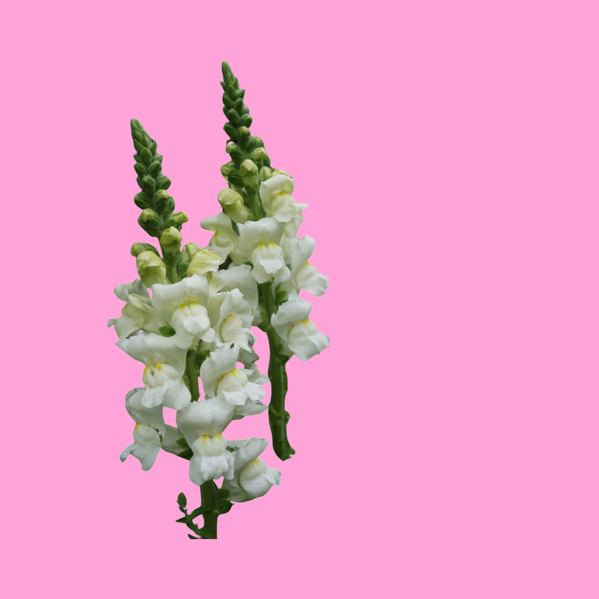 Potomac White Snapdragon Seeds - Cold Resistant, Potted, 30 seeds