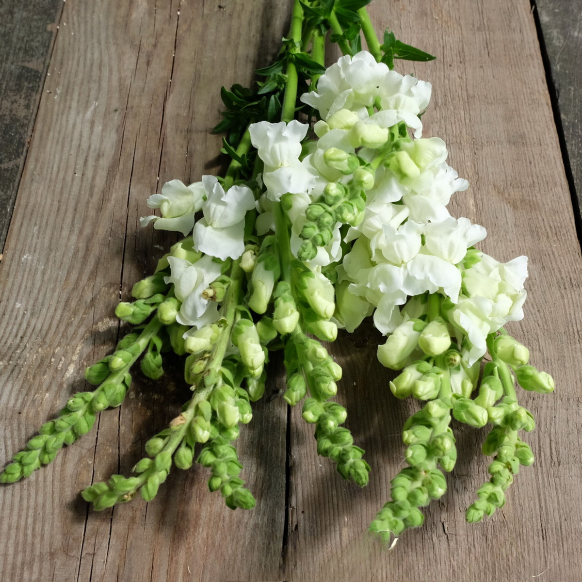 Potomac White Snapdragon Seeds - Cold Resistant, Potted, 30 seeds