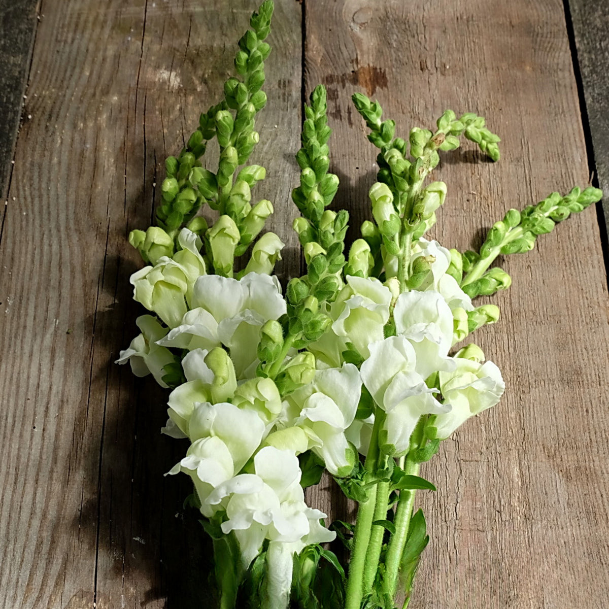 Potomac White Snapdragon Seeds - Cold Resistant, Potted, 30 seeds