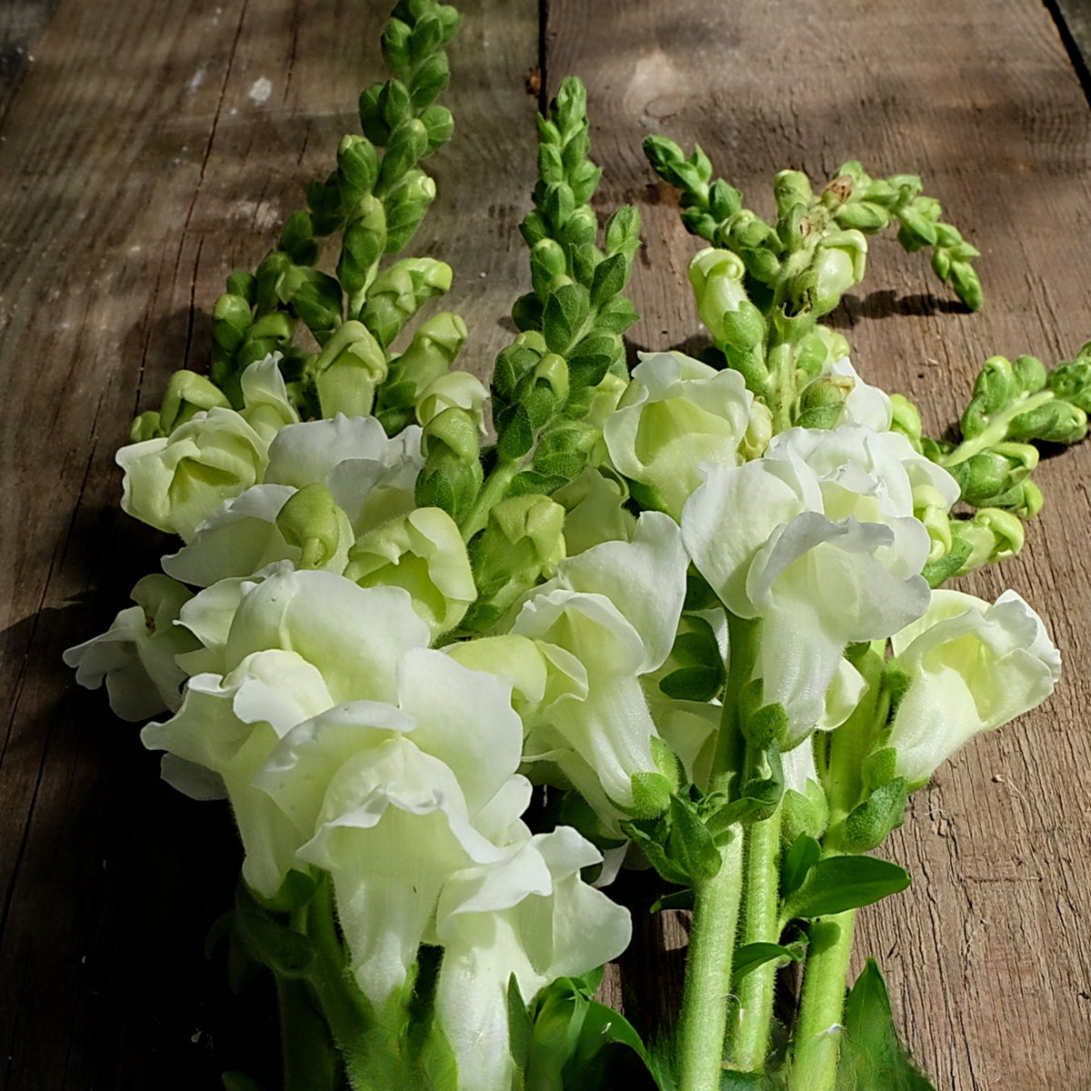 Potomac White Snapdragon Seeds - Cold Resistant, Potted, 30 seeds