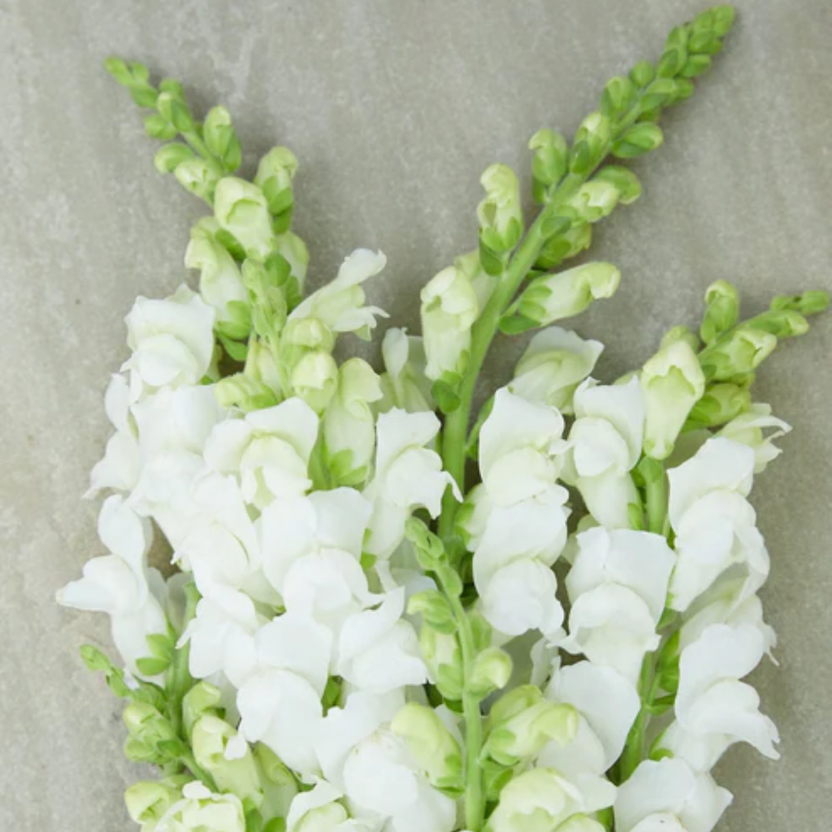 30 Seeds| Potomac White Snapdragon Seeds - Cold Resistant - Potted - Attracts pollinators - Open-Pollinating -Plant before the frost/after frost - #40