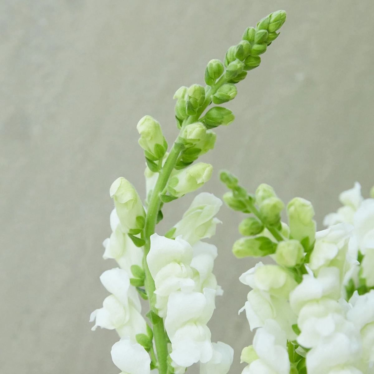 30 Seeds| Potomac White Snapdragon Seeds - Cold Resistant - Potted - Attracts pollinators - Open-Pollinating -Plant before the frost/after frost - #40
