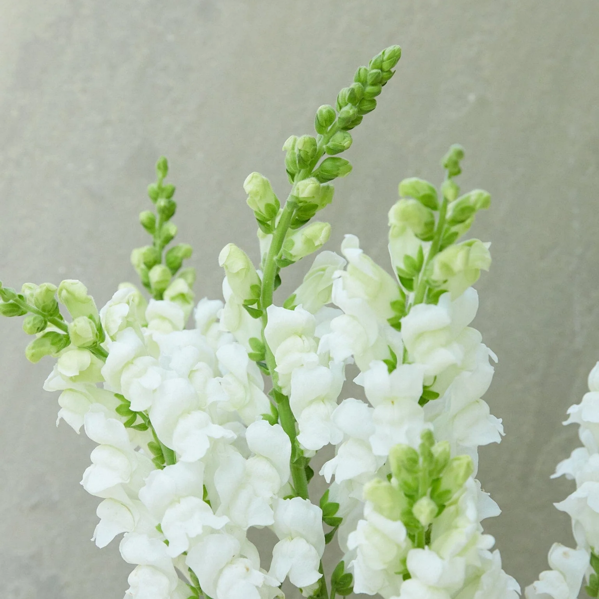 30 Seeds| Potomac White Snapdragon Seeds - Cold Resistant - Potted - Attracts pollinators - Open-Pollinating -Plant before the frost/after frost - #40